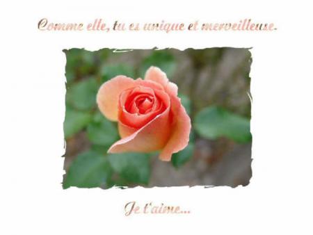 la rose